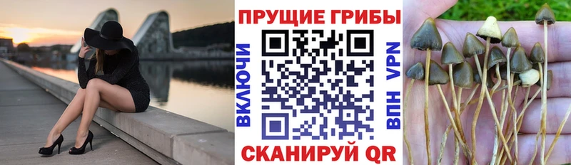 Псилоцибиновые грибы Psilocybe  как найти   Семёнов 